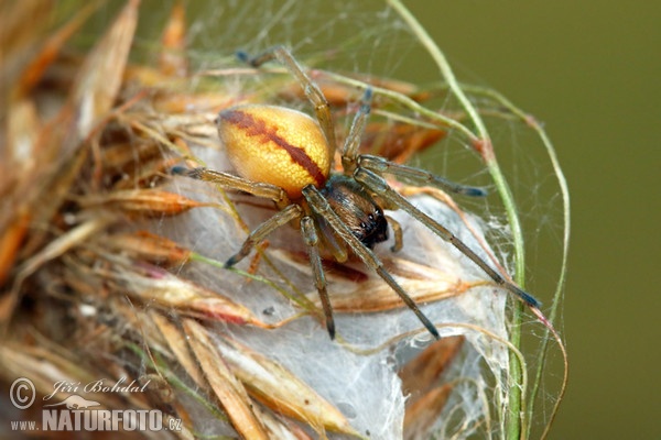 Cheiracanthium erraticum