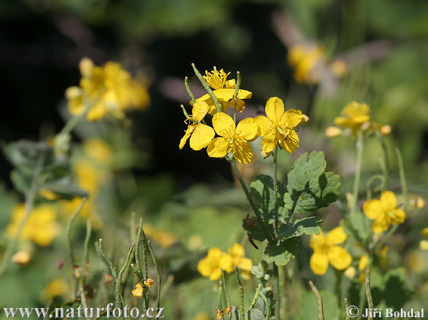 Chelidonium majus