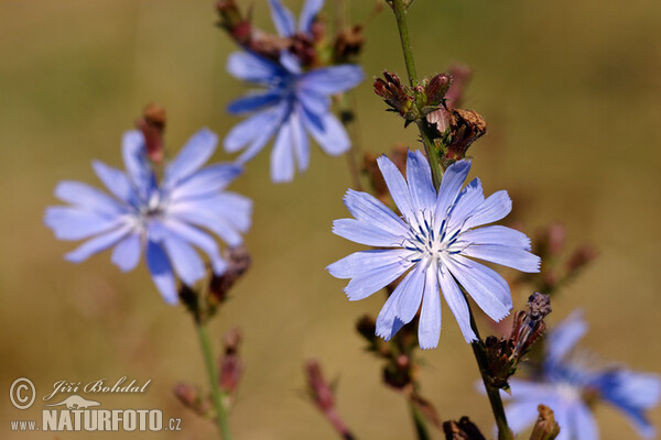 Chicory (Cichorium intybus)