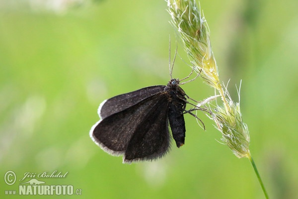 Chimney Sweeper (Odezia atrata)