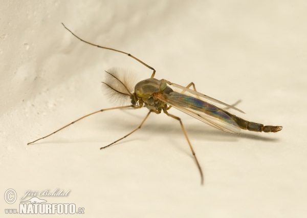 Chironomid (Chironomus plumosus)