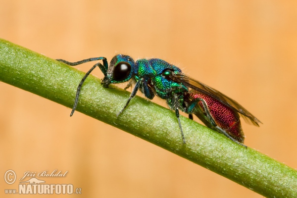 Chrysis (Chrysis sp.)