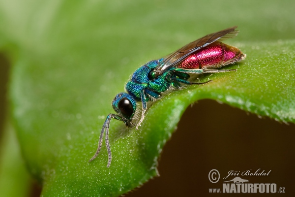 Chrysis sp.