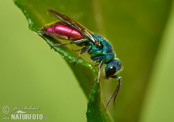 Chrysis sp.