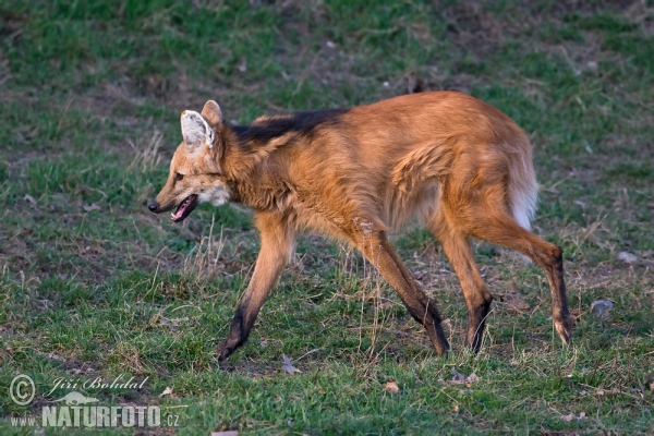 Chrysocyon brachyurus