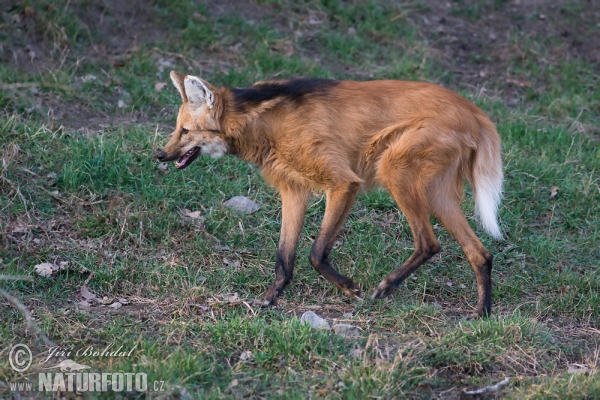 Chrysocyon brachyurus