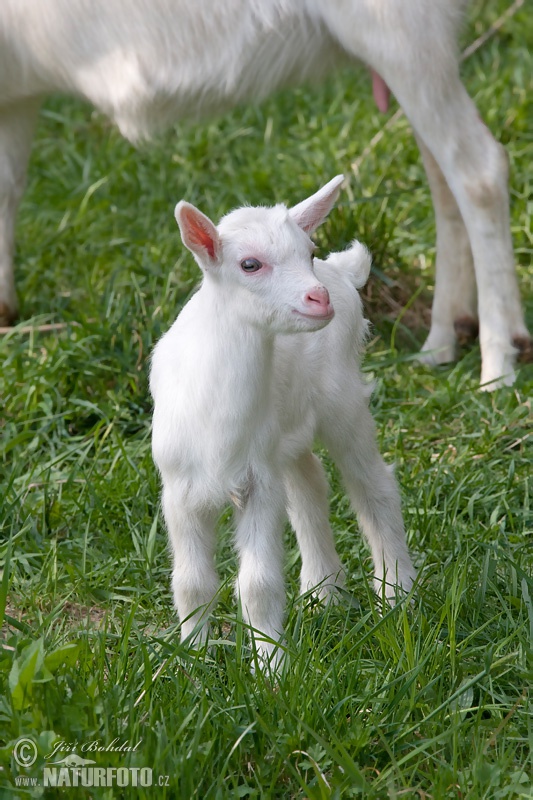 Chèvre