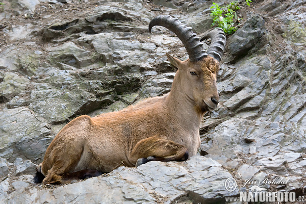 Chèvre du, Caucase occidental