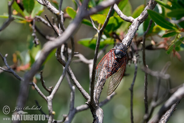 Cicada (Cicadetta sp.)