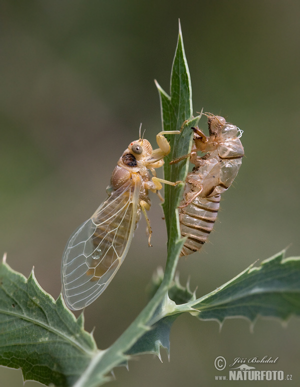 Cicadetta montana