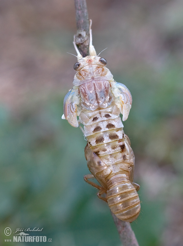 Cicadetta montana