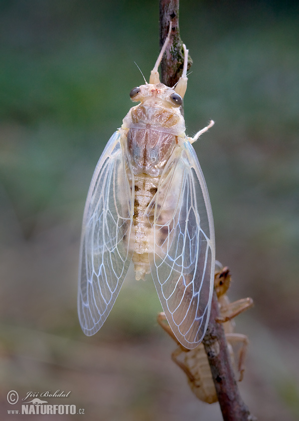 Cicadetta montana