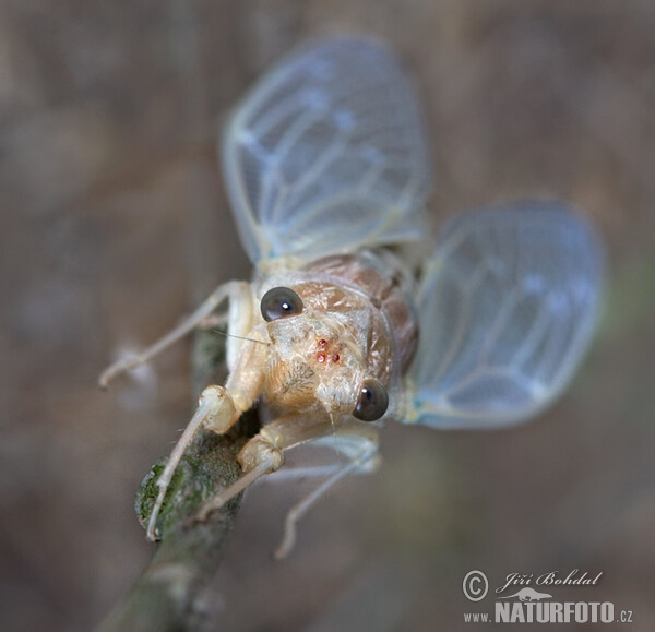 Cicadetta montana