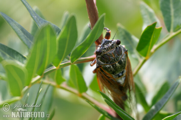 Cicadetta sp.