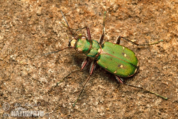 Cicindela campestre