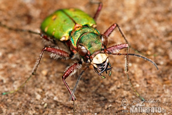 Cicindela campestre