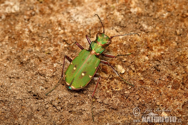 Cicindela campestre