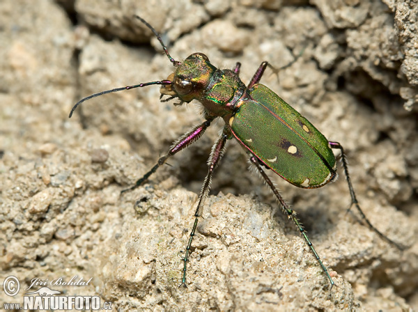 Cicindela campestre