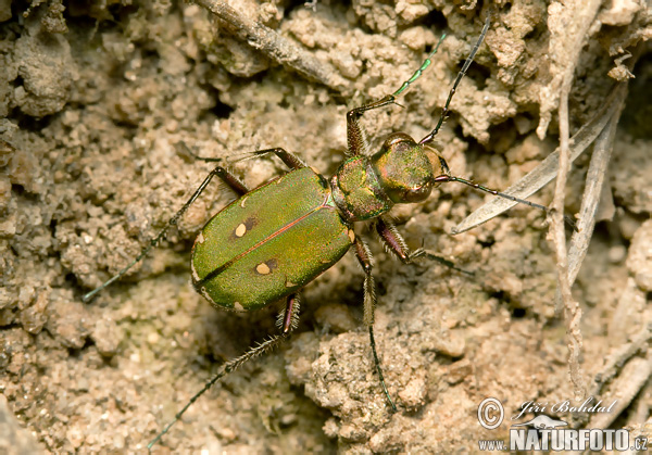 Cicindela campestris