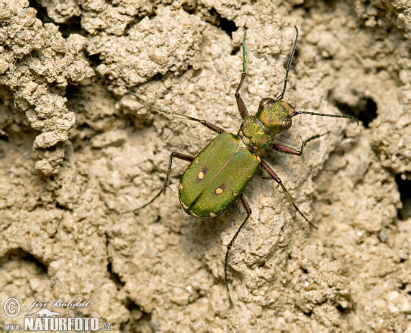 Cicindela campestris