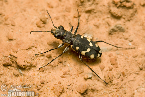 Cicindela sp.