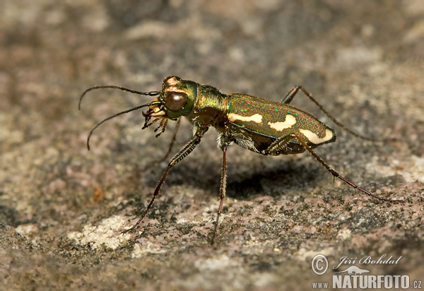 Cicindela sp.