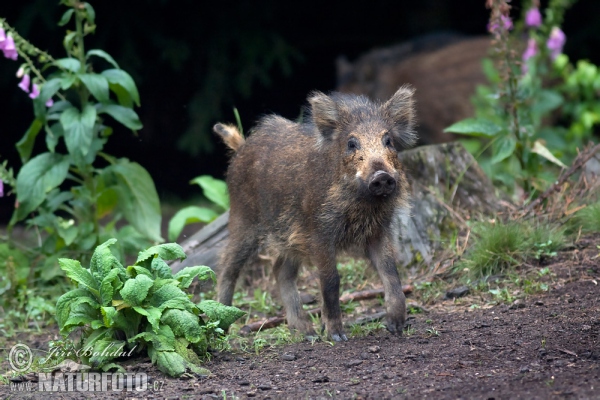 Cinghiale