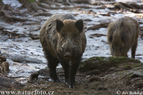 Cinghiale