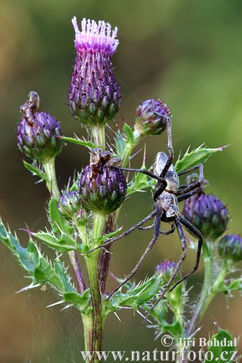 Cirsium arvense