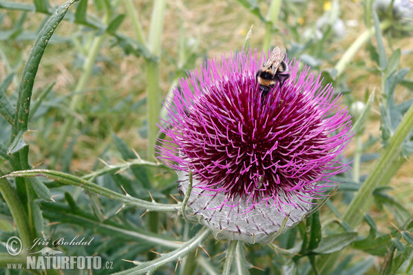 Cirsium eriophorum