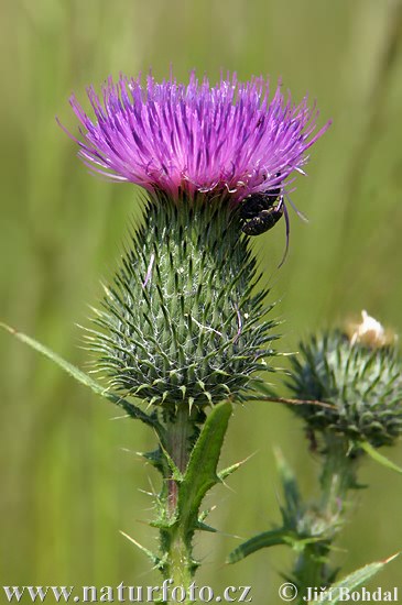 Cirsium lanceolatum