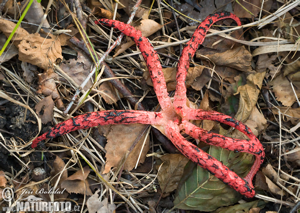 Clathrus archeri