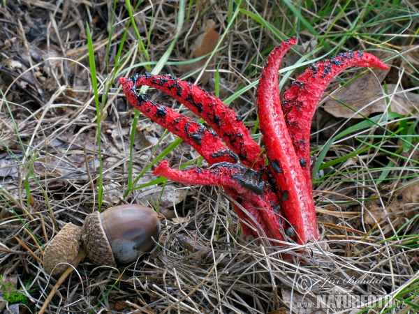 Clathrus archeri