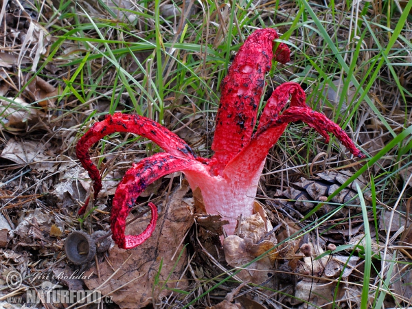 Clathrus archeri