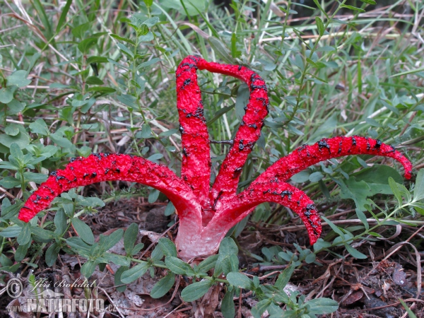 Clathrus archeri