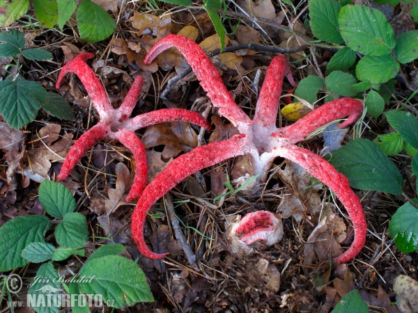 Clathrus archeri