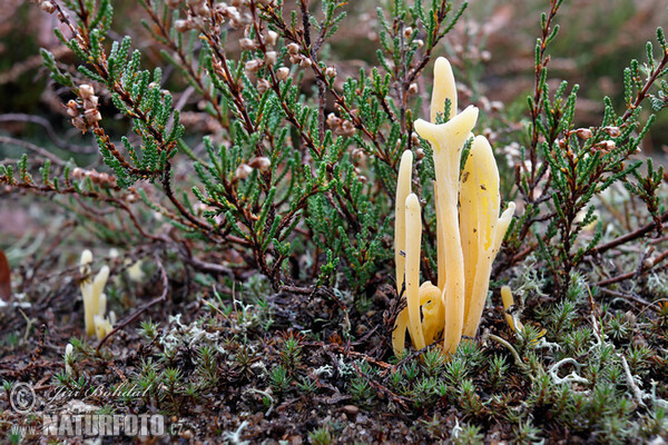 Clavaria argillacea