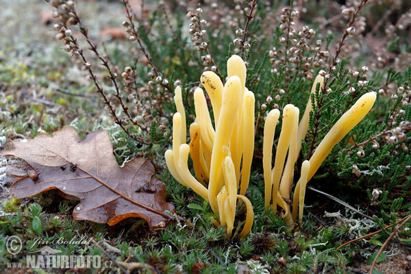 Clavaria argillacea