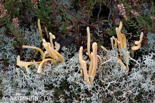 Clavaria argillacea