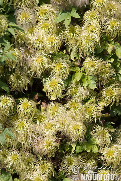 Clematis