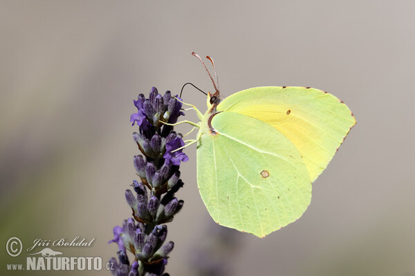 Cleopatra Butterfly (Gonepteryx cleopatra)