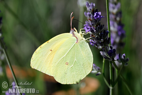 Cleopatra Butterfly (Gonepteryx cleopatra)