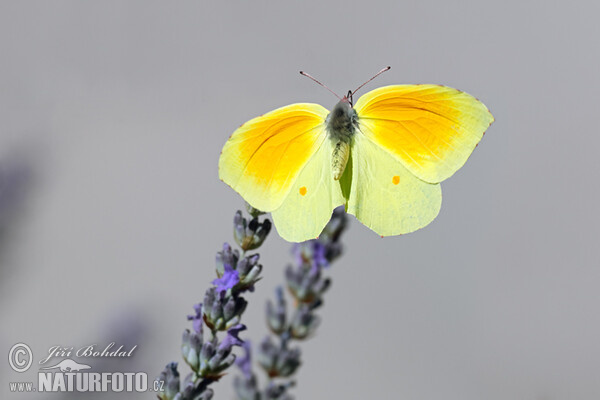 Cleopatra Butterfly (Gonepteryx cleopatra)