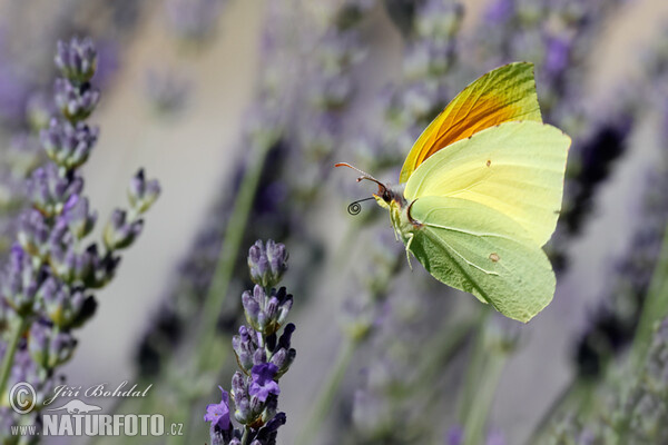 Cleopatra Butterfly (Gonepteryx cleopatra)