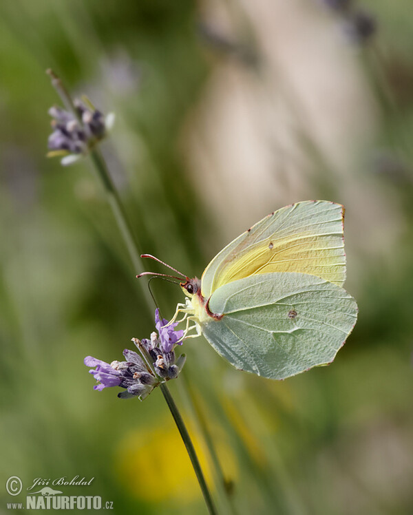 Cleopatra Butterfly (Gonepteryx cleopatra)