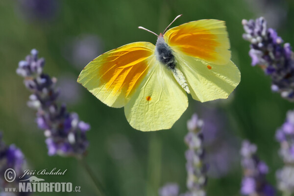 Cleopatra Butterfly (Gonepteryx cleopatra)