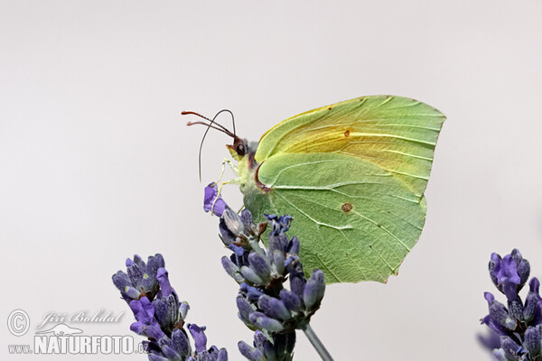 Cleopatra Butterfly (Gonepteryx cleopatra)