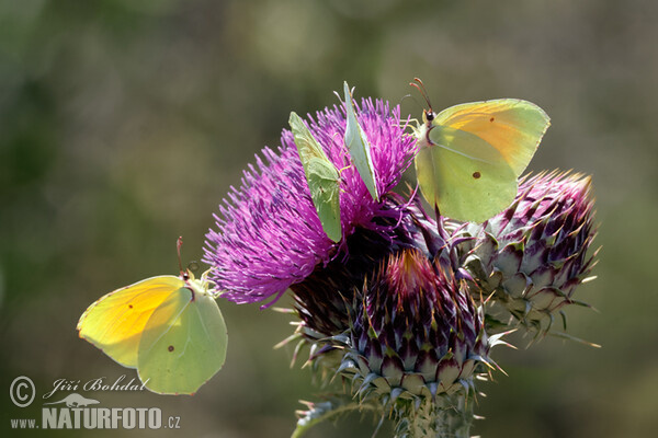 Cleopatra Butterfly (Gonepteryx cleopatra)