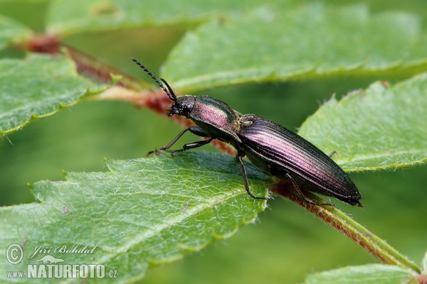 Click Beetle (Ctenicera cuprea)