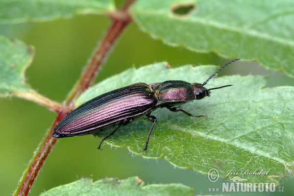 Click Beetle (Ctenicera cuprea)